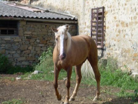 Les chevaux