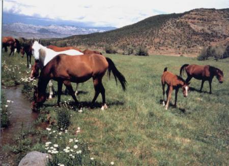 j aime les chevaux!!!!