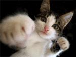 c trop drole un chat ki fait de la box lol